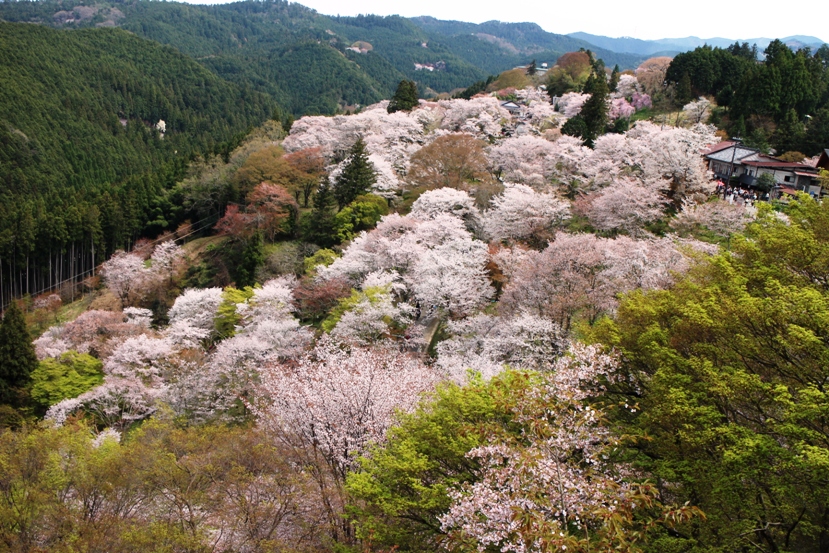 吉野1
