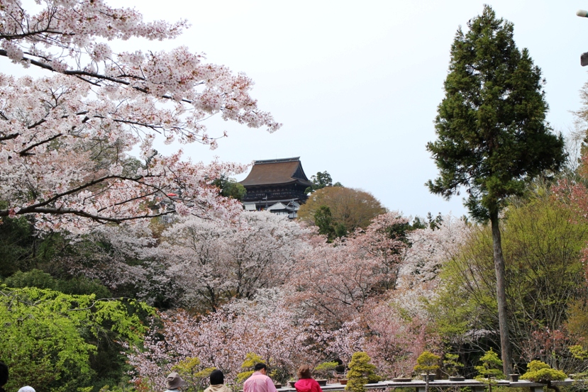 吉野2