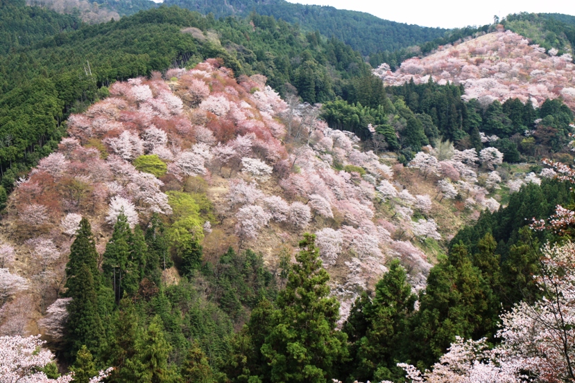 吉野3
