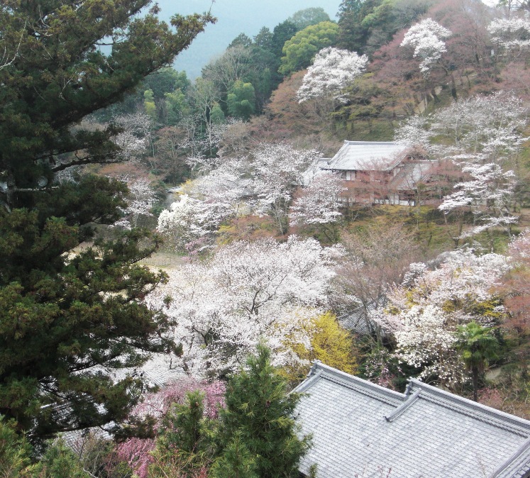 長谷寺